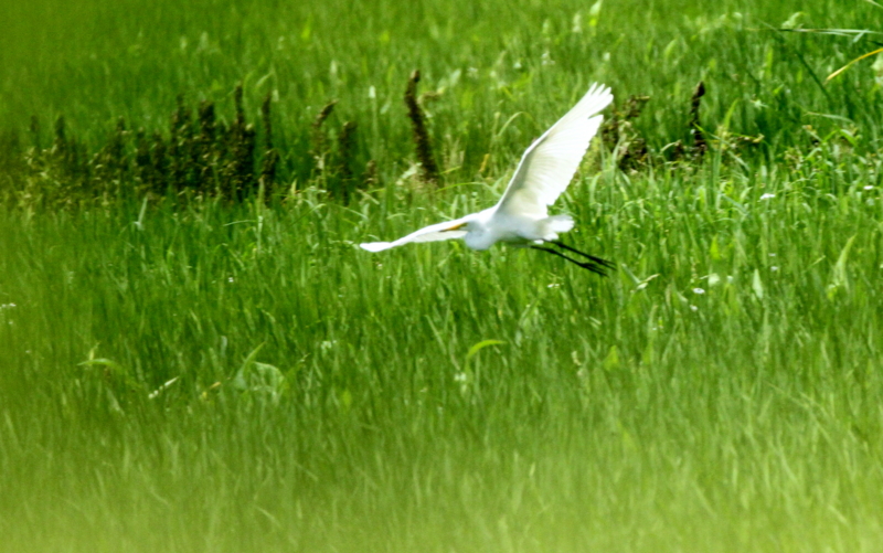f:id:digibirds:20140725095301j:image