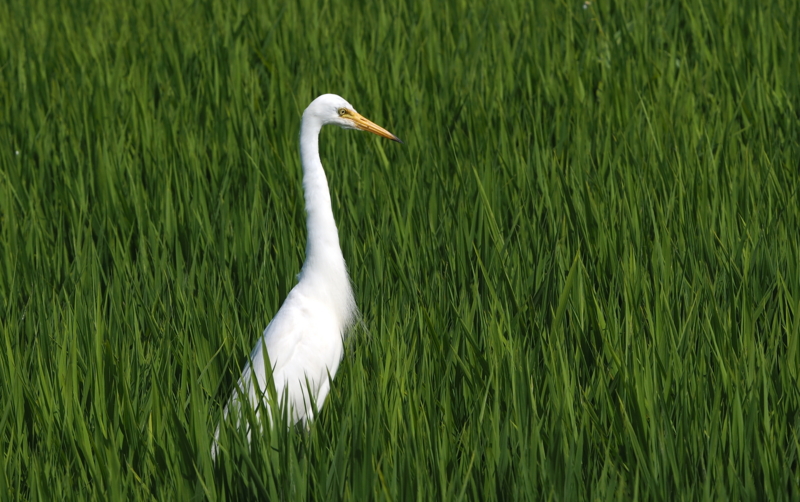 f:id:digibirds:20140725095347j:image