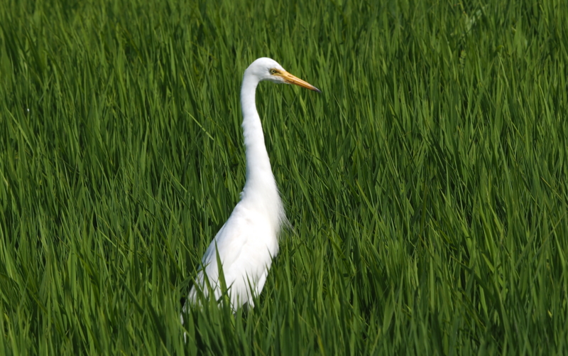 f:id:digibirds:20140725095359j:image