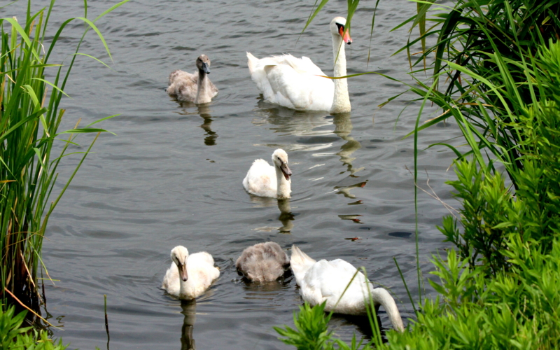 f:id:digibirds:20140726162034j:image