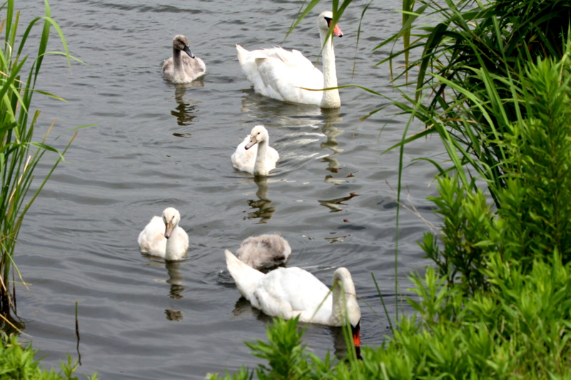 f:id:digibirds:20140726162104j:image