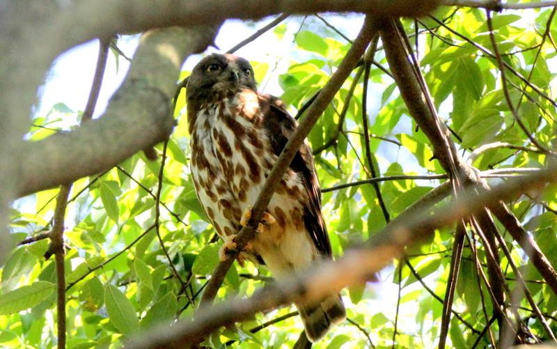 f:id:digibirds:20140727162629j:image