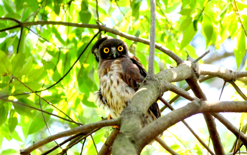 f:id:digibirds:20140727162637j:image