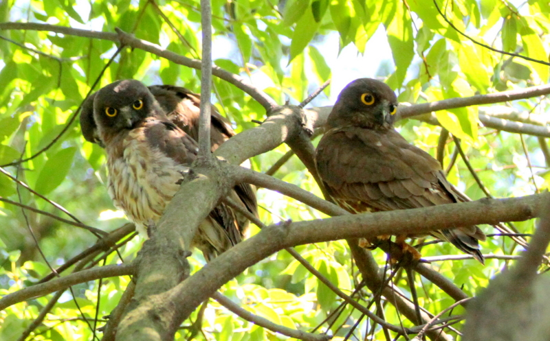 f:id:digibirds:20140727162645j:image