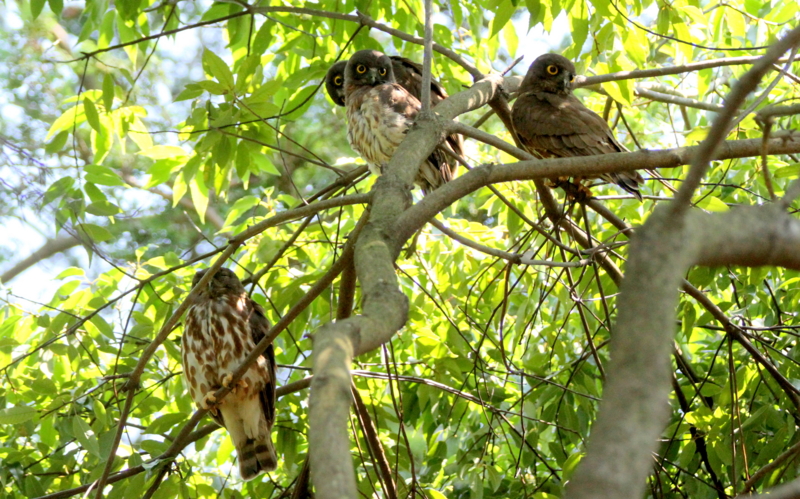 f:id:digibirds:20140727162651j:image