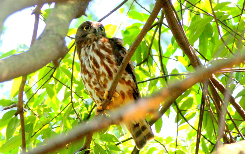 f:id:digibirds:20140729073416j:image
