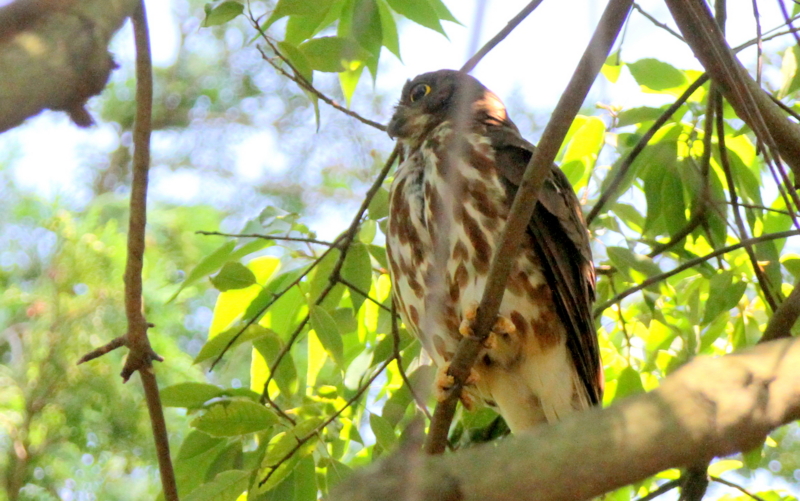 f:id:digibirds:20140729073424j:image