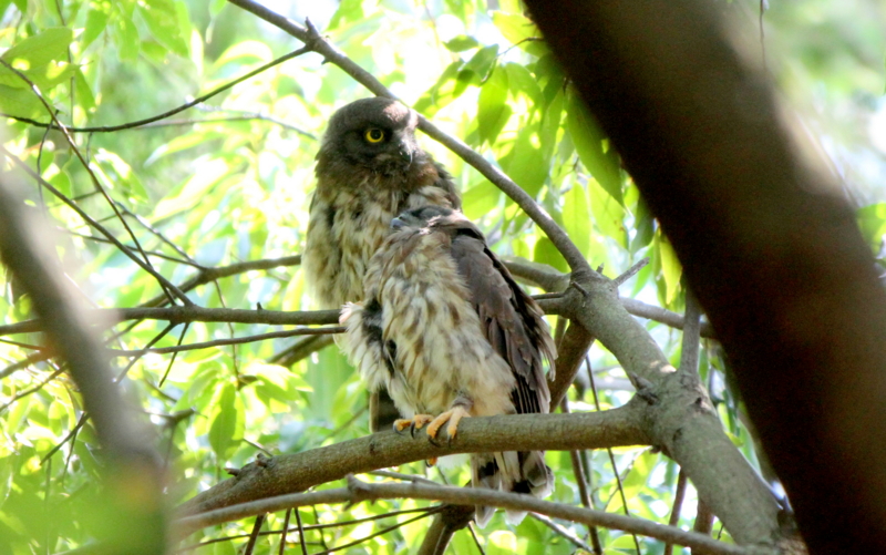 f:id:digibirds:20140729073429j:image
