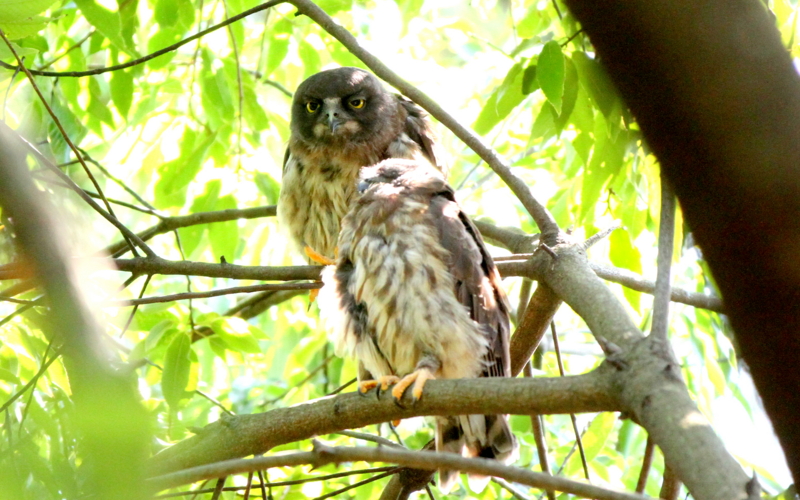 f:id:digibirds:20140729073442j:image