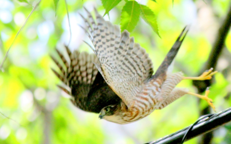 f:id:digibirds:20140802212917j:image