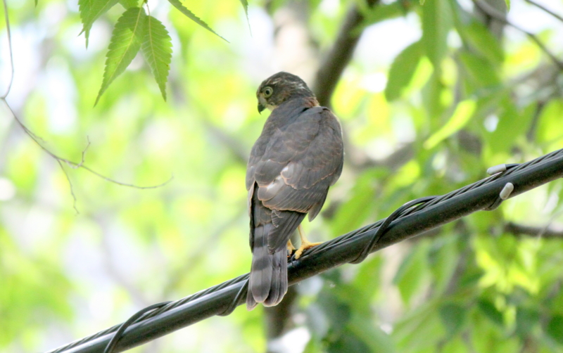 f:id:digibirds:20140802212940j:image