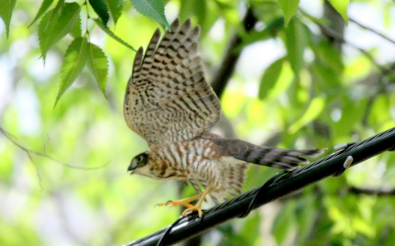 f:id:digibirds:20140802215616j:image