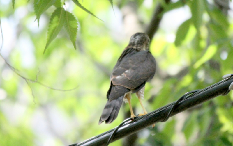 f:id:digibirds:20140802215629j:image