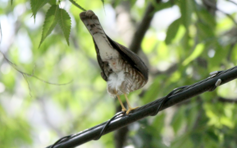 f:id:digibirds:20140802220628j:image