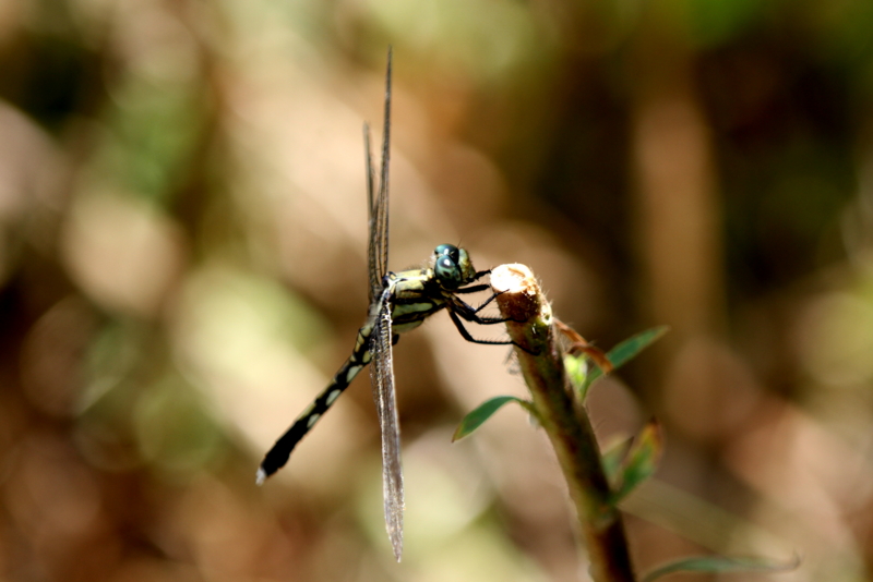 f:id:digibirds:20140807153931j:image