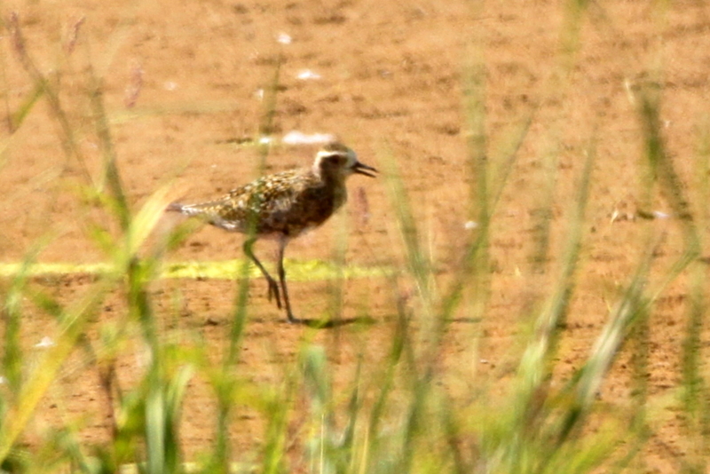f:id:digibirds:20140810003132j:image