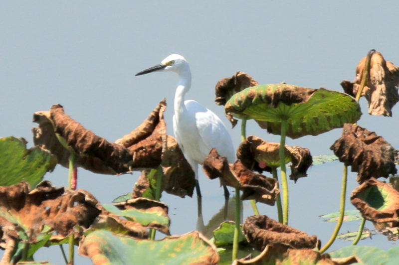 f:id:digibirds:20140811190238j:image