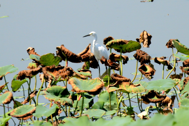 f:id:digibirds:20140811190241j:image