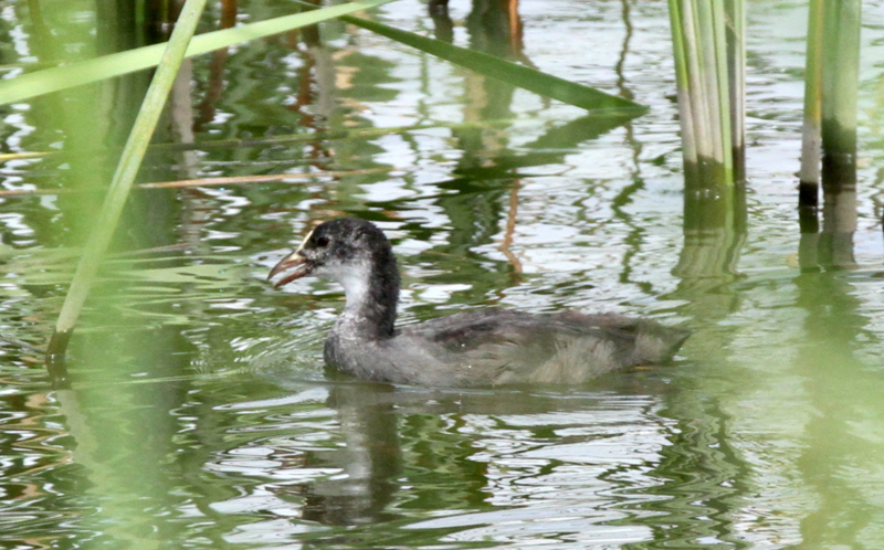f:id:digibirds:20140813082309j:image