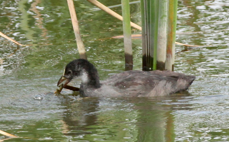 f:id:digibirds:20140813082317j:image