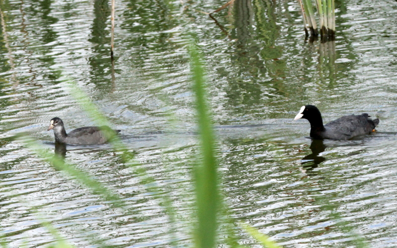 f:id:digibirds:20140813082335j:image