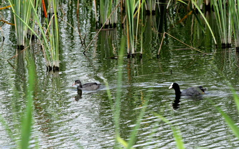 f:id:digibirds:20140813082401j:image