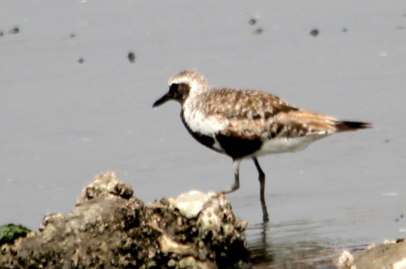 f:id:digibirds:20140815162025j:image