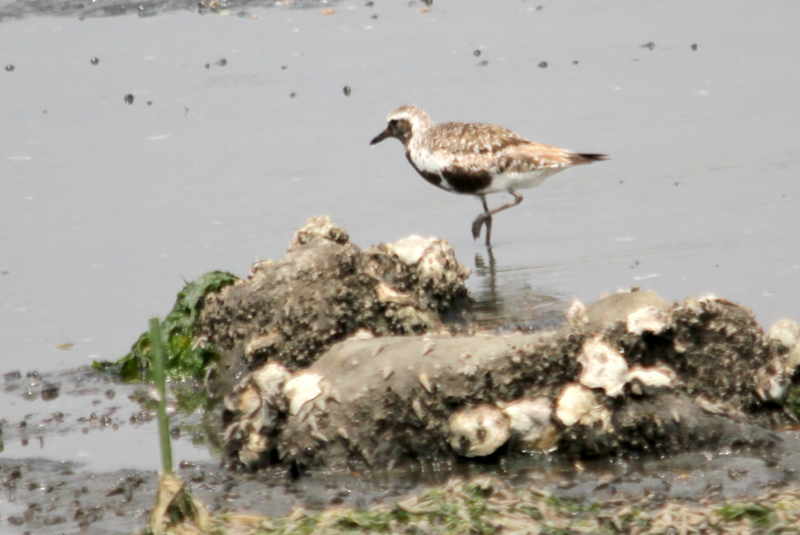 f:id:digibirds:20140815162027j:image