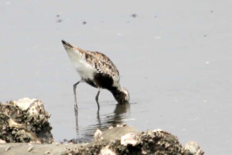 f:id:digibirds:20140815162033j:image