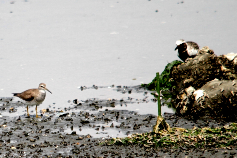 f:id:digibirds:20140815162538j:image