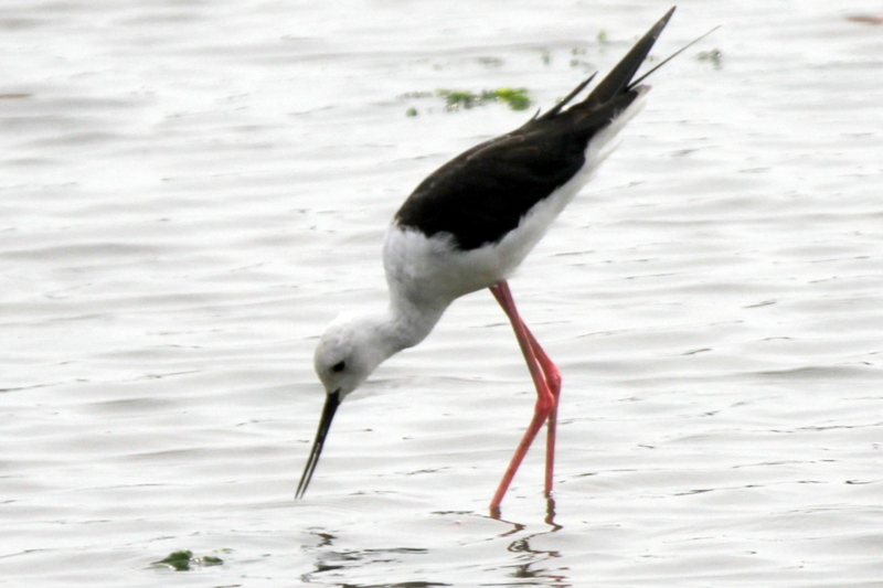 f:id:digibirds:20140817110922j:image