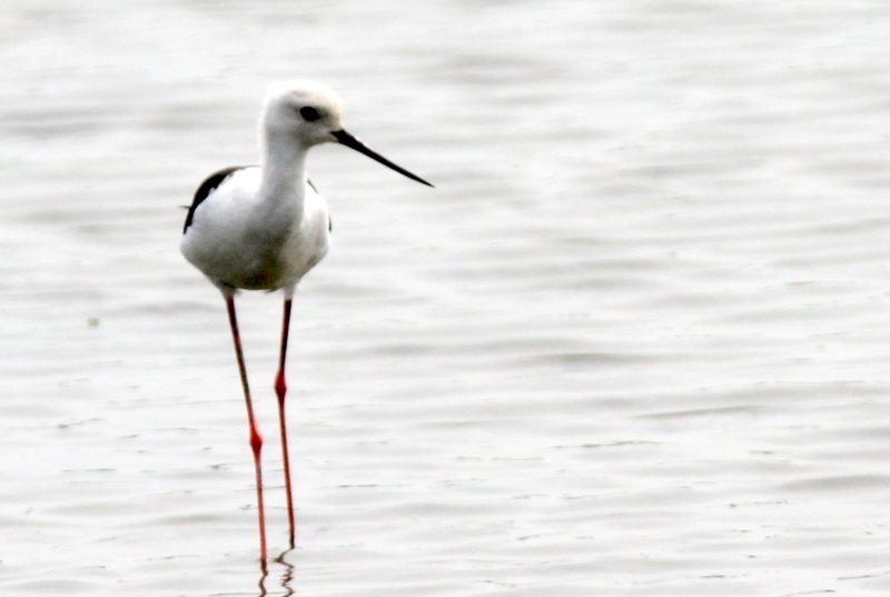 f:id:digibirds:20140817110931j:image