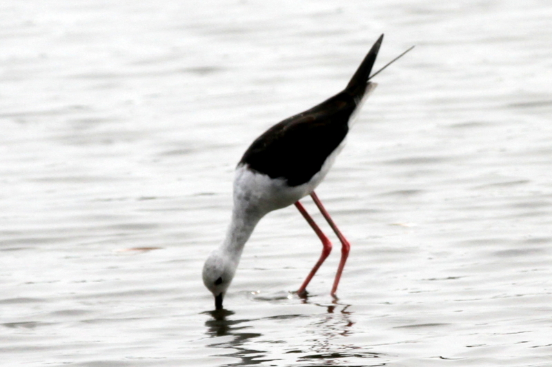 f:id:digibirds:20140817110938j:image