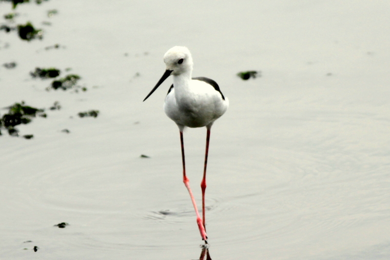 f:id:digibirds:20140817111407j:image