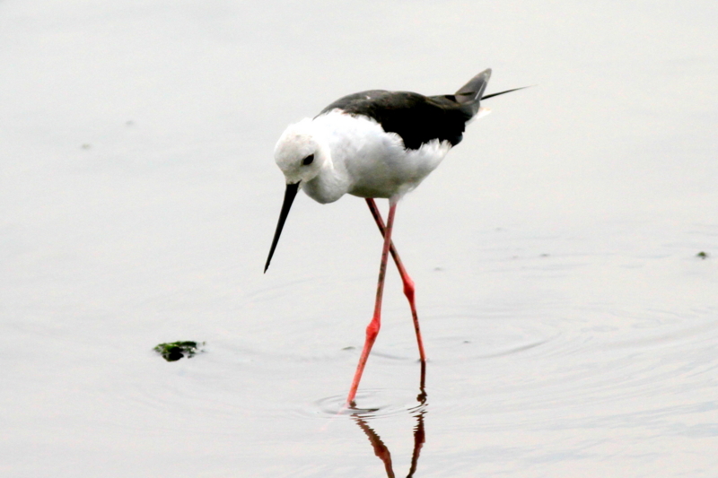 f:id:digibirds:20140817111413j:image