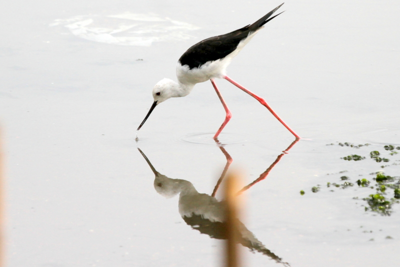 f:id:digibirds:20140817111418j:image