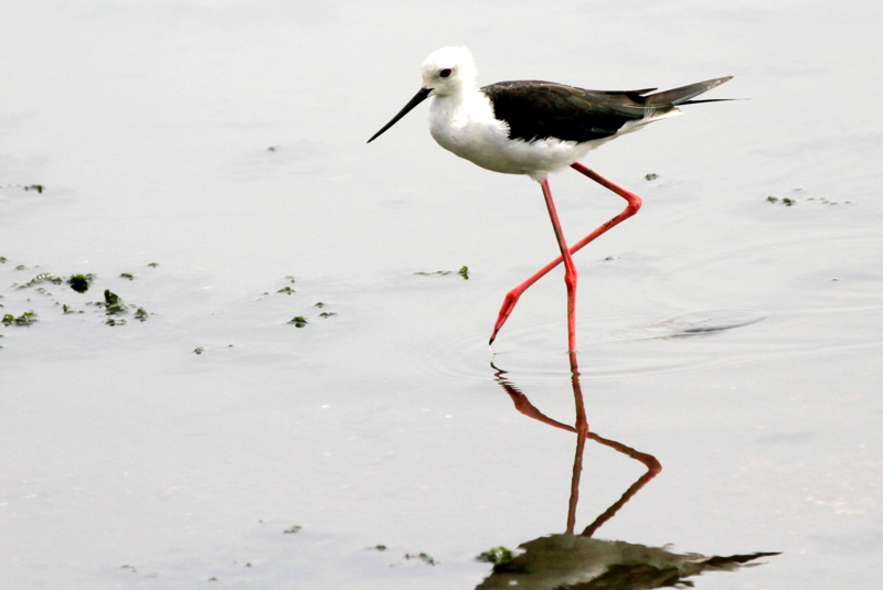f:id:digibirds:20140817111428j:image