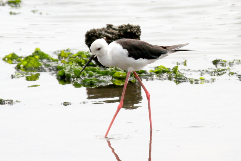 f:id:digibirds:20140817111440j:image