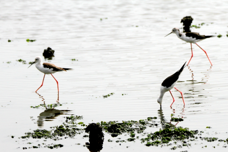 f:id:digibirds:20140817112306j:image