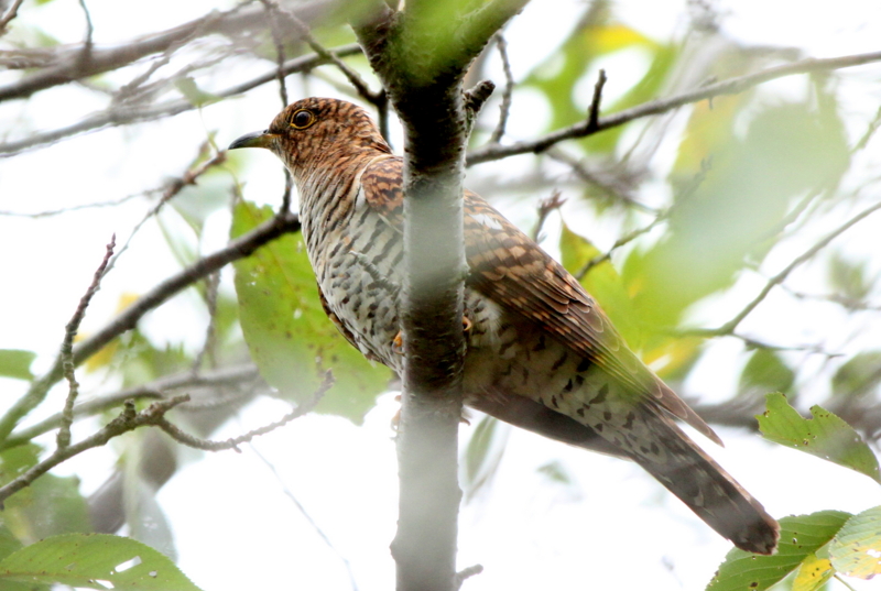 f:id:digibirds:20140829153351j:image