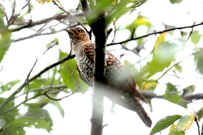 f:id:digibirds:20140829153402j:image