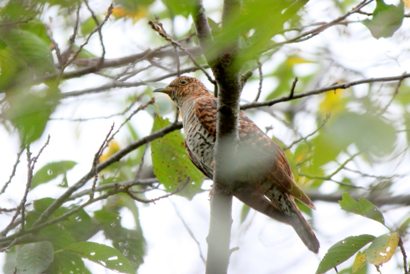 f:id:digibirds:20140829153416j:image