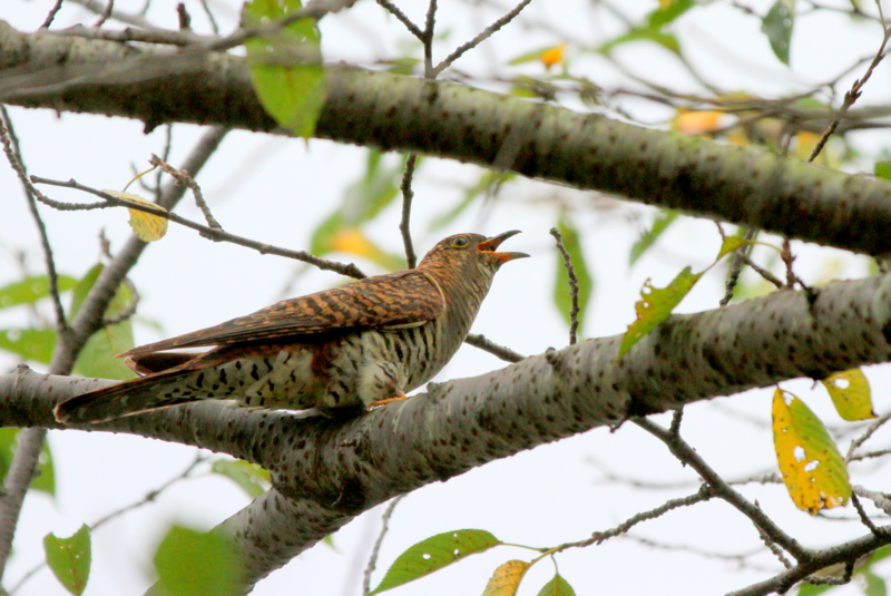 f:id:digibirds:20140829153455j:image