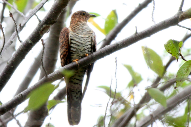 f:id:digibirds:20140829160225j:image