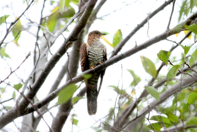 f:id:digibirds:20140829160233j:image