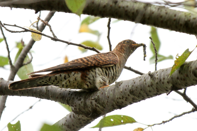 f:id:digibirds:20140831061132j:image