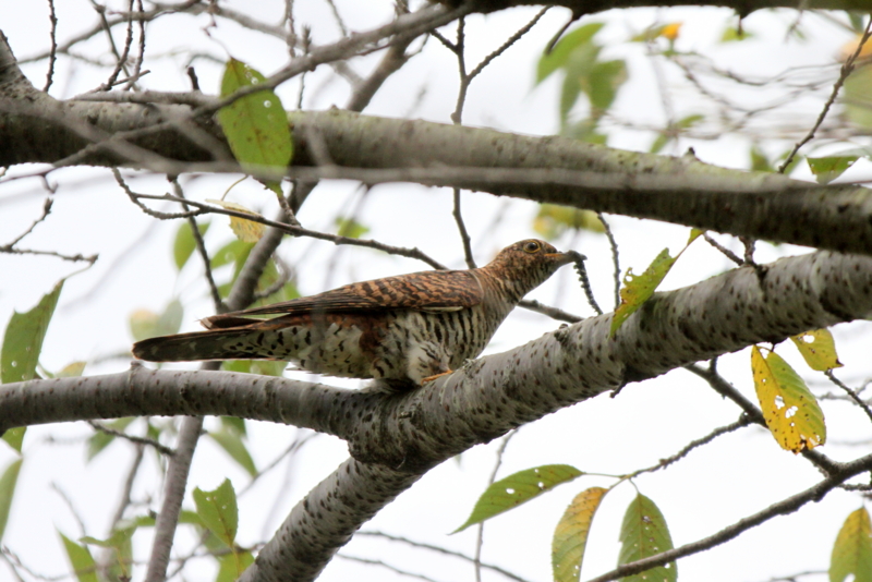f:id:digibirds:20140831061144j:image
