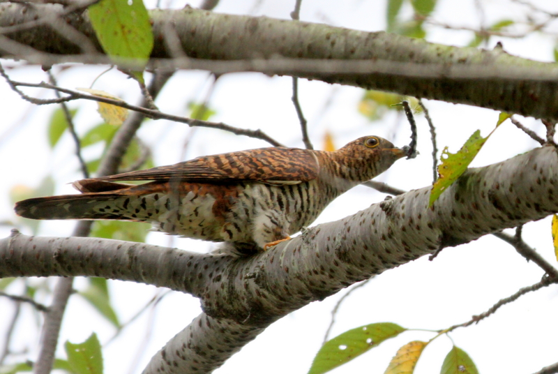 f:id:digibirds:20140831061208j:image