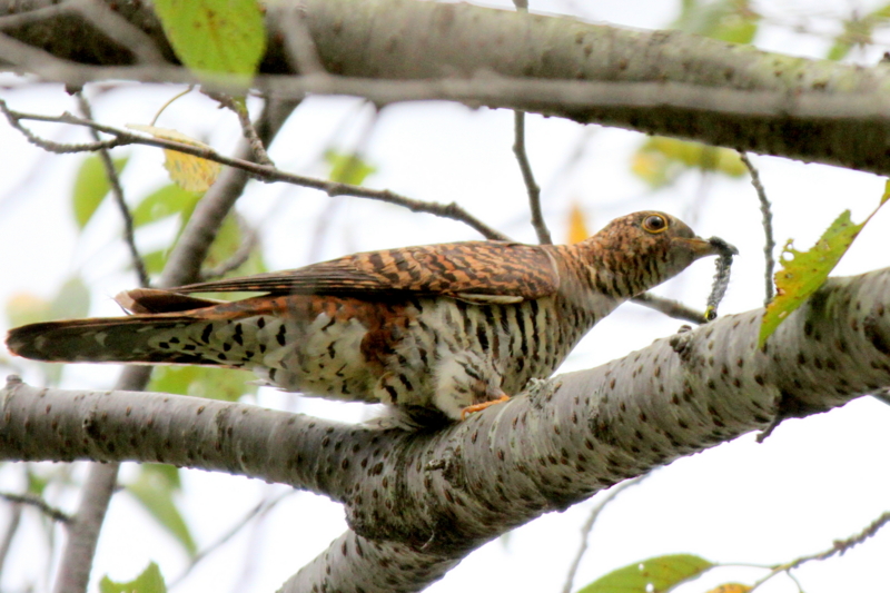 f:id:digibirds:20140831061221j:image