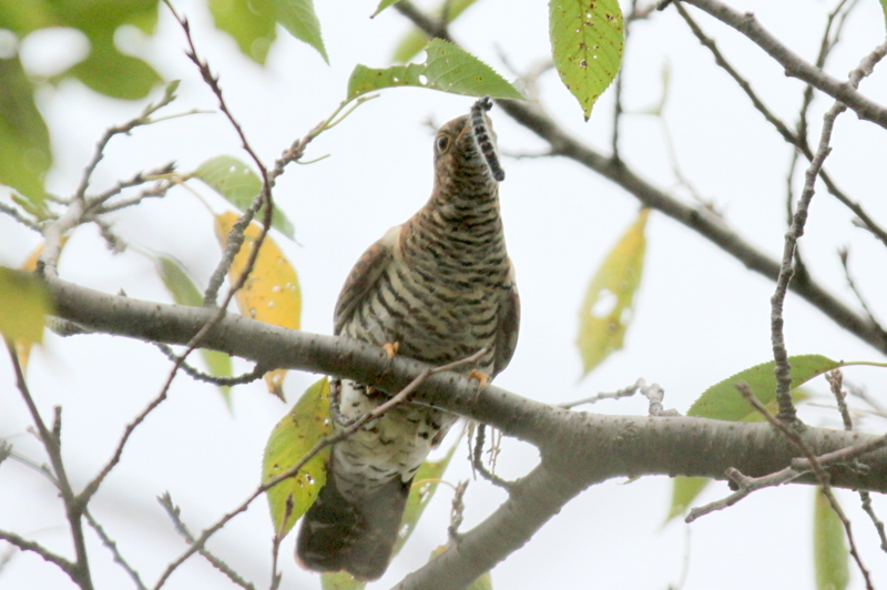 f:id:digibirds:20140831061231j:image